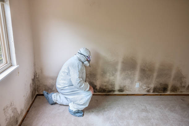 Why You Should Choose Our Mold Remediation Services in Zumbrota, MN